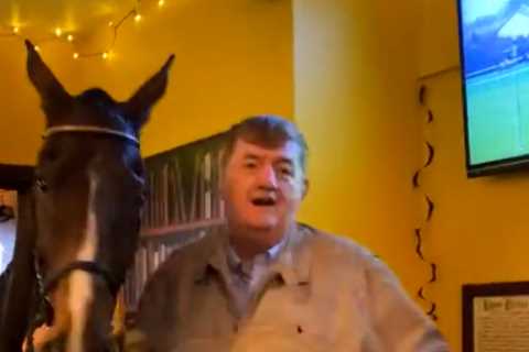 A horse walks into a bar… watch incredible moment top racehorse Hewick goes for a pint at his local ..