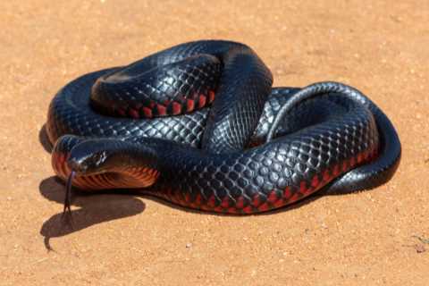 I’m A Celeb camp invaded by highly venomous red-bellied black snake