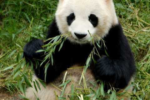 Ministers looking at using high-tech bamboo to help Britain’s rail network go green