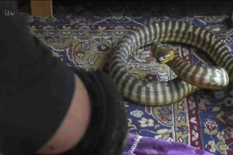 I’m A Celeb stars in danger as horde of deadly venomous snakes invade the camp