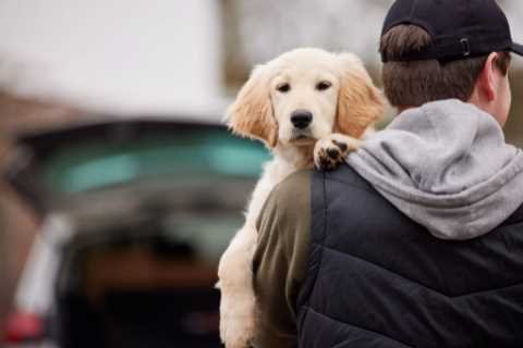 New laws to jail dog-nappers to be delayed and may even be  shelved for good