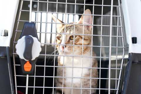 England’s unofficial World Cup mascot Dave the cat joins squad leaving Qatar hotel as he prepares..