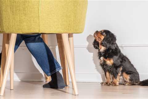 From Christmas Dinner-loving dogs to a porky rat — your pet queries answered