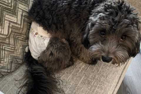 Frankie Bridge forced to defend herself as she’s slammed for putting her dog in a nappy