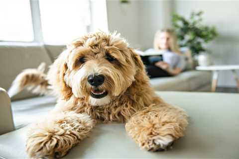 From a chilly labradoodle to an overweight tabby cat – your pet queries answered