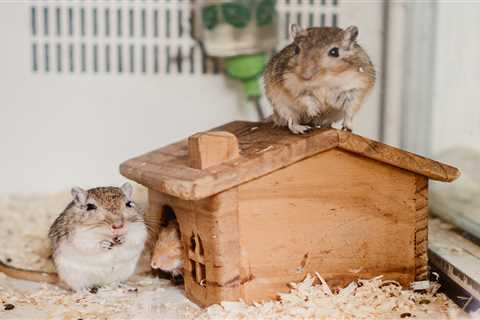 From happy gerbils to a terrier snappy with kids — your pet queries answered