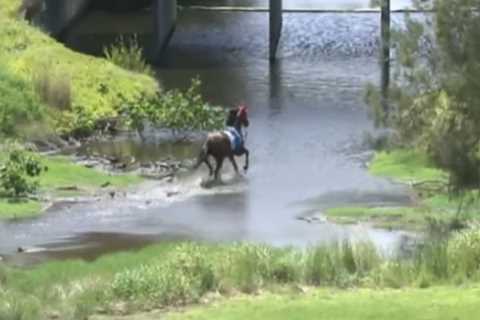 Crazy racehorse runs into shark-infested waters as blokes strip down to their boxers to rescue her