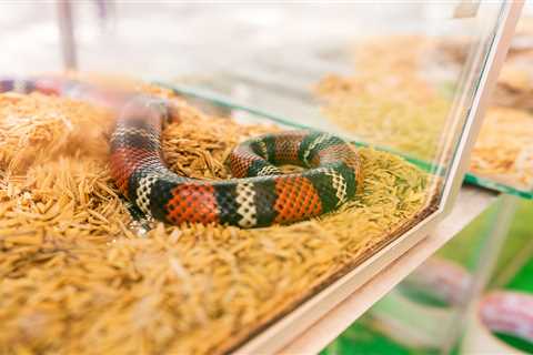 From a snake with constipation to neutered rabbits – your pet queries answered