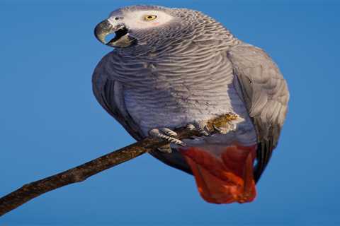 From a parrot losing feathers to a night owl dog – your pet queries answered