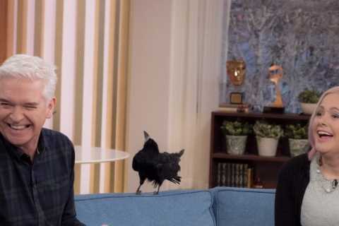 This Morning thrown into chaos as Holly Willoughby’s former nemesis returns and destroys sofa
