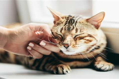 From a bad-tempered cat to a dog with skin problems – your pet queries answered