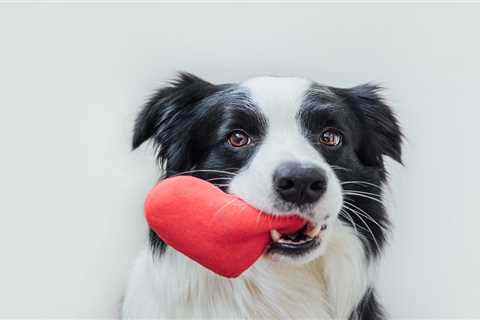 Eye-watering sum dog owners will spend celebrating Valentine’s Day with their pooch revealed