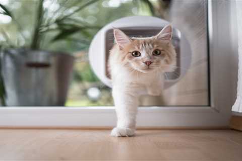 From a scared cat to bathing a bunny — your pet queries answered