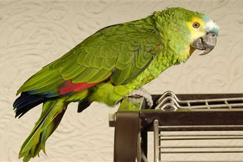 From a parrot mimicking the doorbell to an anxious dog — your pet queries answered
