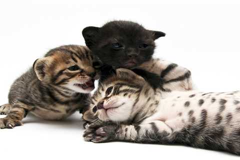 From a neutered cat to a timid hamster — your pet queries answered