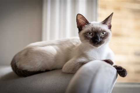 From a quiet dog to a lonely Siamese kitten – your pet queries answered