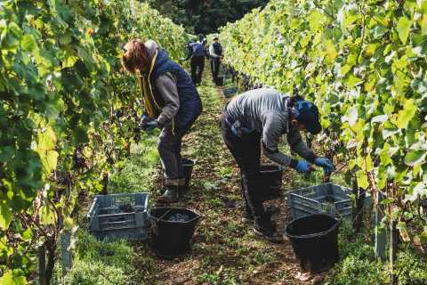 Rishi Sunak admits fruit picker visas could reach 55,000 next year despite Braverman saying she..
