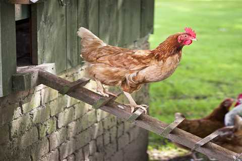From pecking chickens to randy rabbits – your pet queries answered