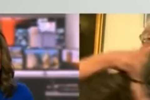 BBC News viewers open-mouthed as guest wrestles with cat in chaotic live interview