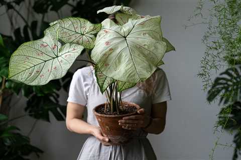 Five cash-saving tips to get your green space ready for summer