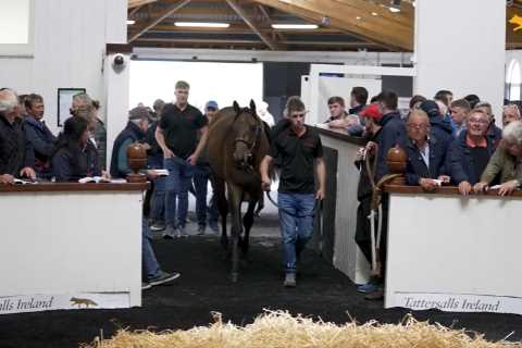 Almighty battle breaks out as racing’s next superstar horse is bought for £215,000 for mystery owner