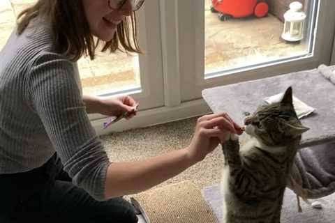 I’m a cat lover and I’ve made £2,000 through little-known side hustle app – it’s so easy and I love ..