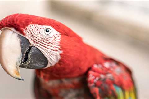 From a nervous parrot to a disappearing cat – your pet queries answered