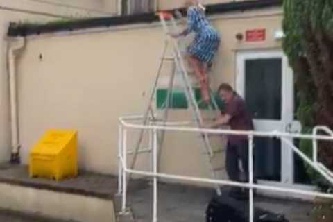 Watch ‘heroic’ moment BBC presenter saves bird’s life minutes before live broadcast and is..