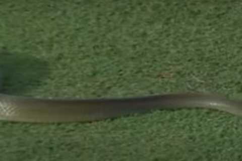Massive SNAKE leaves commentator ‘frightened’ after slithering onto pitch before brave steward..