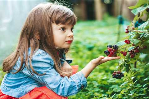 Four Tips to Forage and Enjoy Blackberries for Free