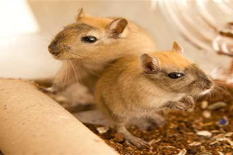 From vibrating gerbils to begging cats – your pet queries answered