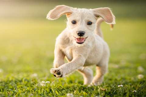 How to Cut Pet Costs Amid Rising Vet Bills and Pet Food Prices