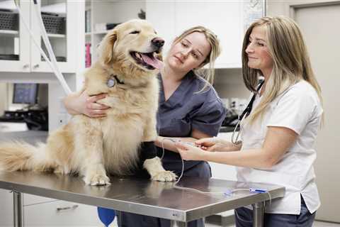 From spaying dogs to cats bringing in mice – your pet queries answered