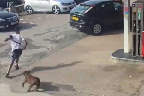Home Secretary Vows to Outlaw Killer XL Bully Dogs and Calls them a 'Lethal Danger' after Horror..