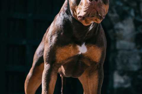 Aggressive XL Bully Dogs to Be Banned by End of Year to Prevent Violent Attacks, Rishi Sunak..