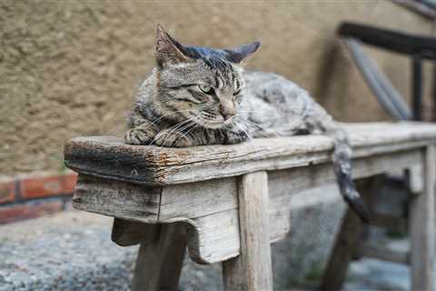From a bossy cat to hungry hedgehogs – your pet queries answered