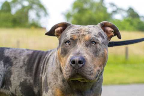 Tougher Restrictions for Owners of American XL Bullies to be Imposed Following Ban