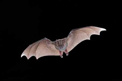 Bats may hold vital clues to beating cancer, according to new study