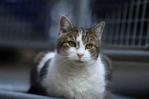 Fears grow for health of Larry the Cat in Downing Street