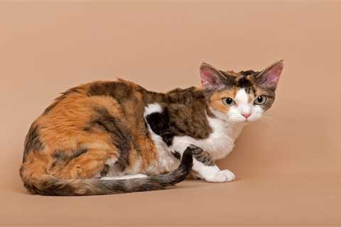 From an unfriendly cat to a guinea pig with an upset tummy – your pet queries answered