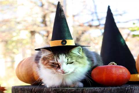 From cat in Halloween costume to Staffie suffering from wind – your pet queries answered