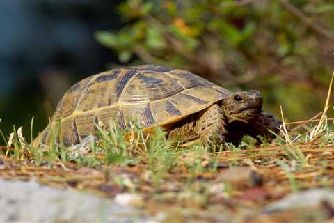 From a Hibernating Tortoise to a Naughty Cat - Your Pet Queries Answered