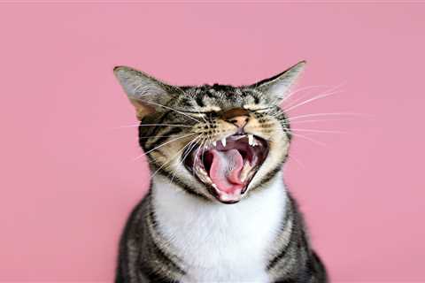 From a loud cat to an aggressive dog – your pet queries answered