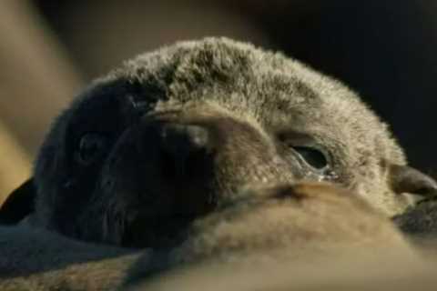 Planet Earth 3 Viewers Left in Tears as Baby Seals Face Harrowing Shark Attack