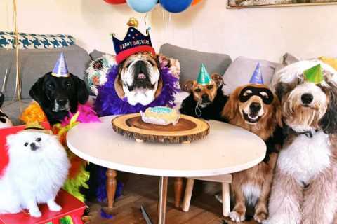 Lewis Hamilton Throws Lavish Birthday Party for His Dog with Personalized Vegan Cake and Balloons