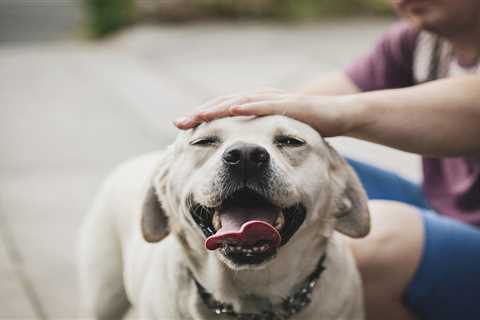 From a clever Labrador to a howling collie cross – your pet queries answered