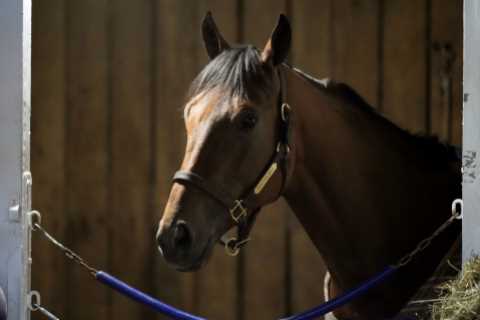 Tragedy Strikes at Santa Anita as Leading Breeders' Cup Contender Dies of Heart Attack