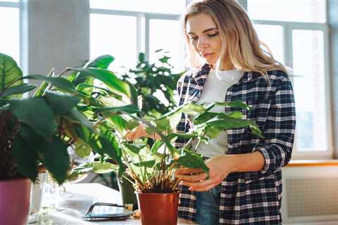 Shoppers Rush to Buy £7.50 Plant that Eliminates Mould and Damp