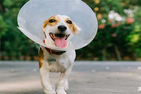 From dog’s operation to a flirty gerbil – your pet queries answered