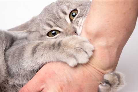 From pestering postmen to Xmas gifts for dogs – your pet queries answered